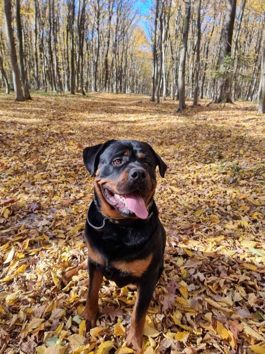 В'язка ротвейлера