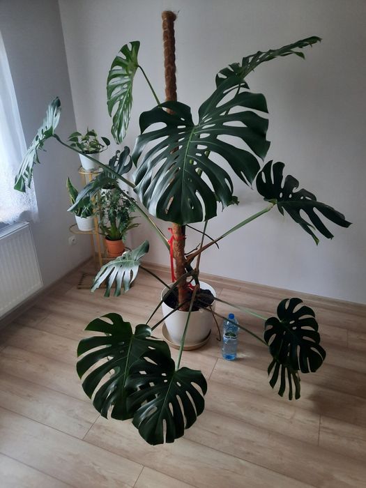 Monstera deliciosa