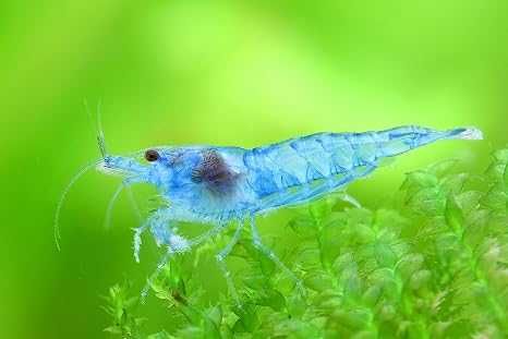 Neocaridina camarões- Blue Jelly