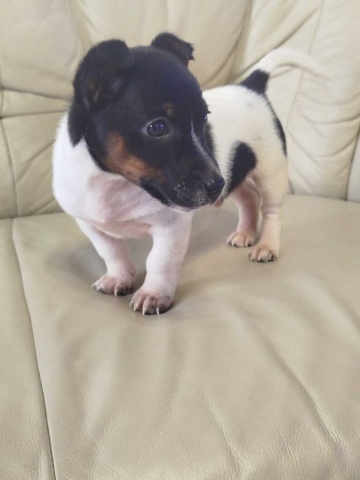 Jack Russell Terrier piesek tel.-5.7.5.3.0.2.0.3.9.
