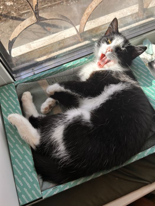 Кошенята шукають сімʼю