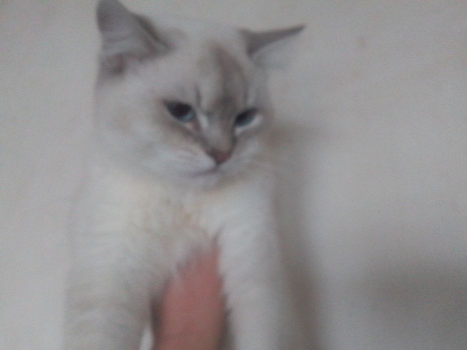 Котик кошеня хлопчик шиншила лінкс колор пойнт