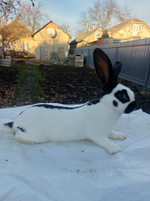 Кролі німецький строкач