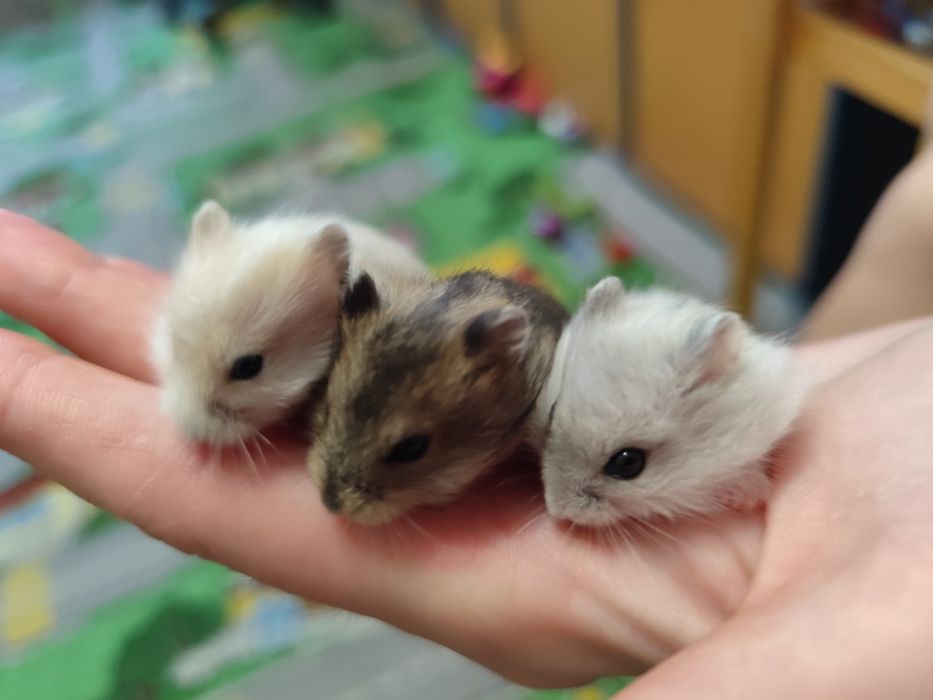 Джунгарские хомячки 1 месяц