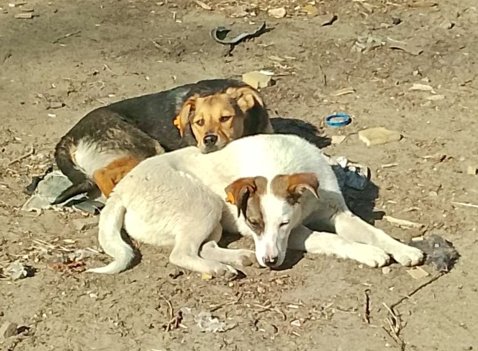 Шукаю люблячу родину. Стерилізовані дівчатка.