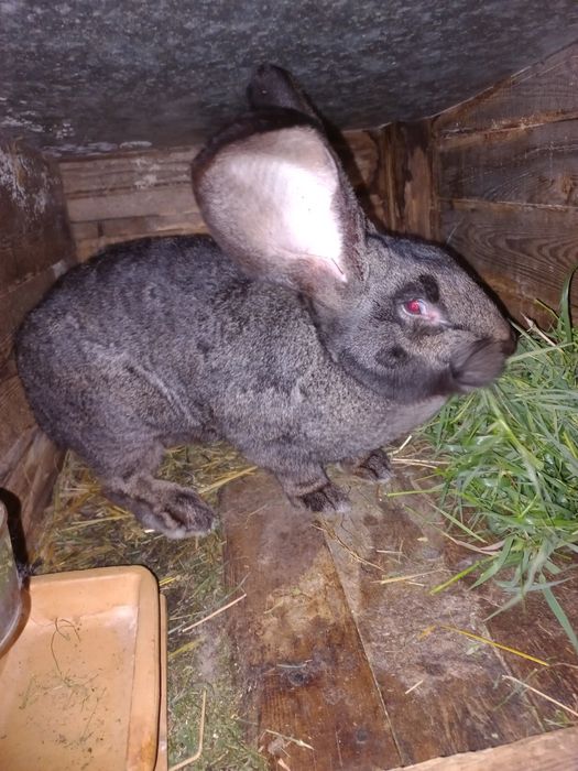 Sprzedam młode króliki