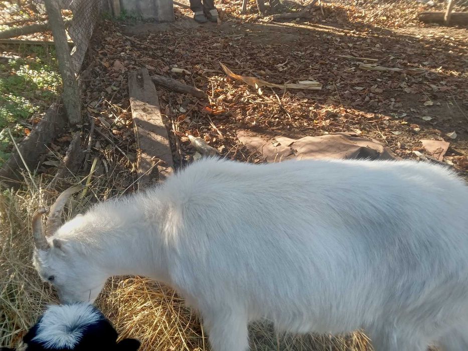 Козы и козлята Ламанча