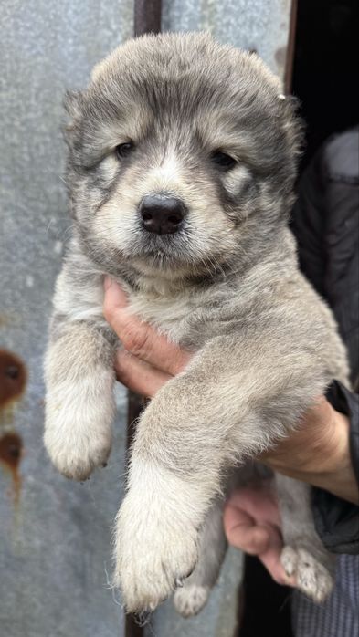 Цуценята алабаї 1 місяць