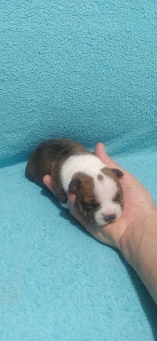 Стаффордширський бультер'єр