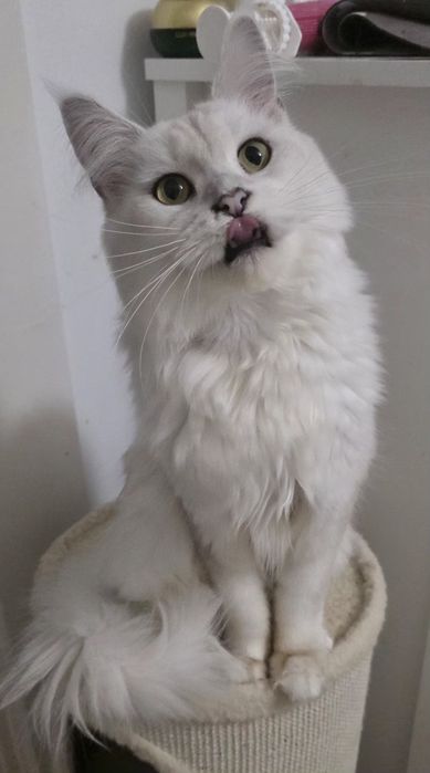 Koteczka mainecoon
