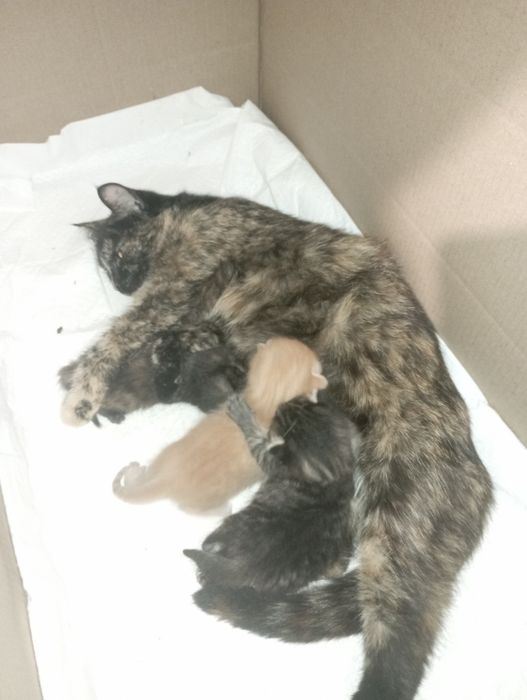 Двотижневі кошенята нашої кішки (3 шт.)