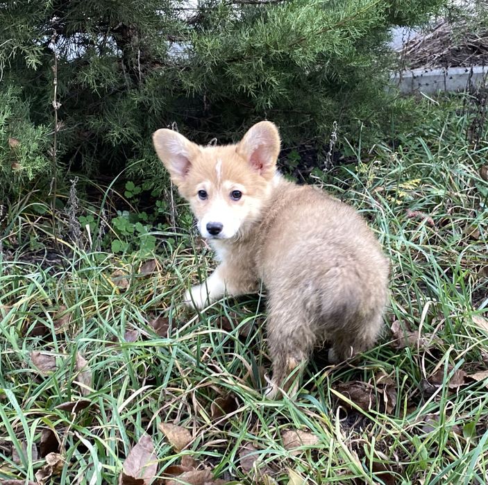 Вельш коргі пемброк бобтейл дівчинка