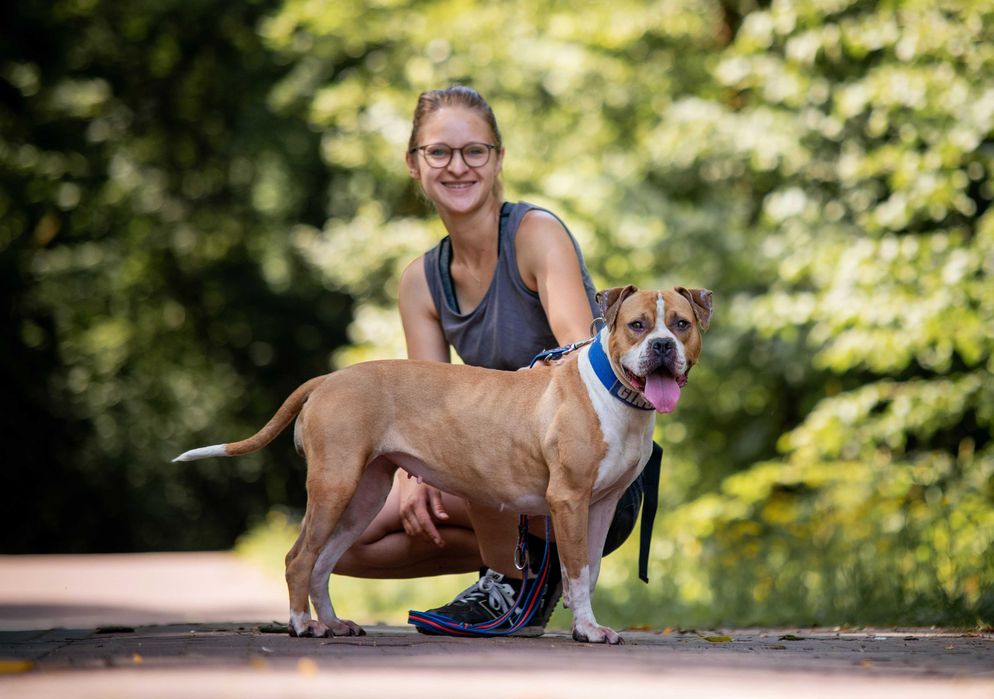 Odebrana z okropnych warunków pitbullka Ginger szuka domu