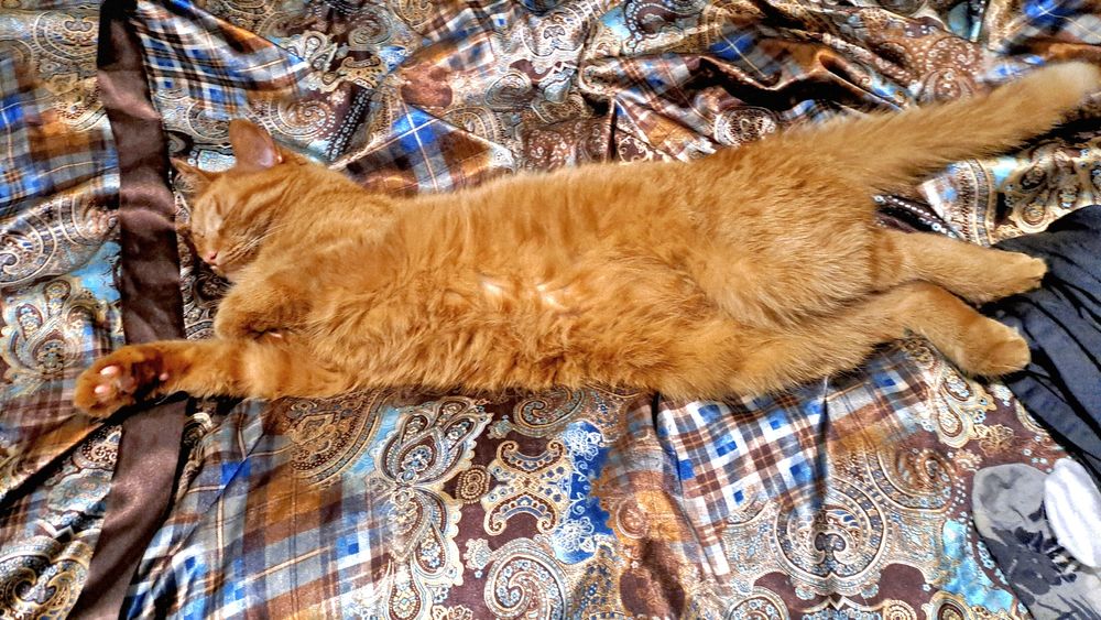 Пропал кот Рыдий,кличка Кисса
