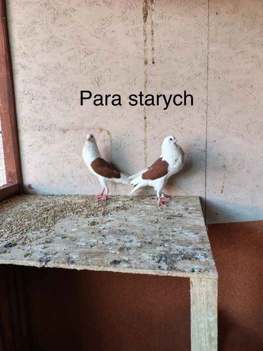 Sprzedam garłacze angielskie