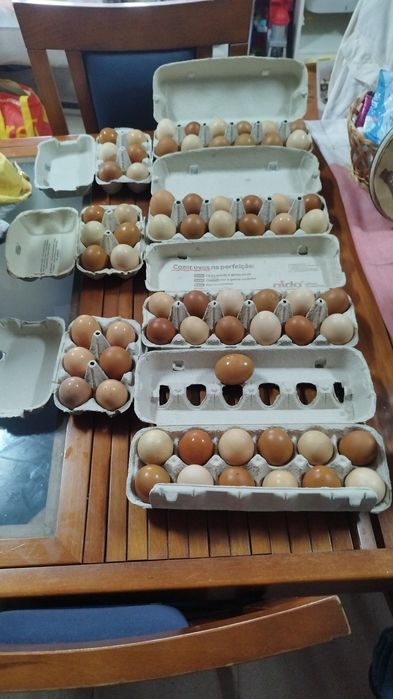 Ovos caseiros de galinha