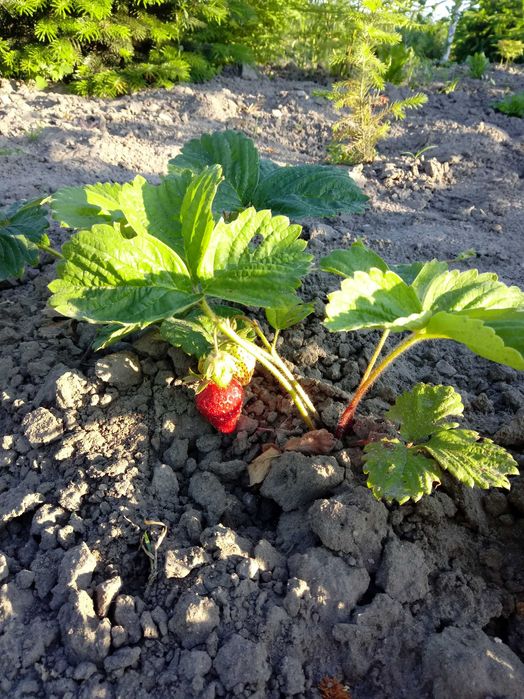 sadzonki truskawki Elkat, Dukat, Elsanta i Ariadna