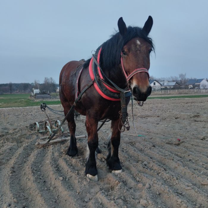 Źrebica zimnokrwista