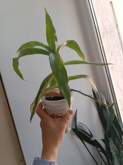 Золотий вус вазон