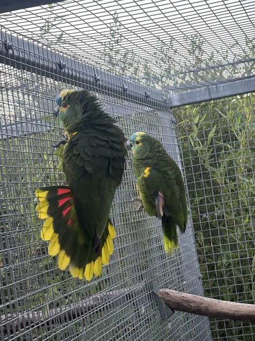 Casal Amazonas Aestivas Reprodutores