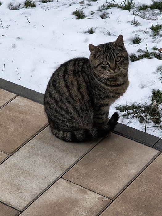 -Oddam piękną młodą burą kotkę-