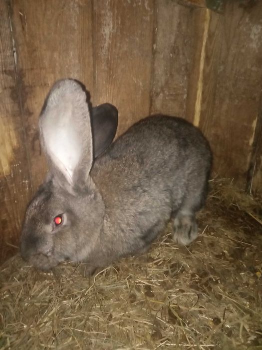 Продам кролики різної породи