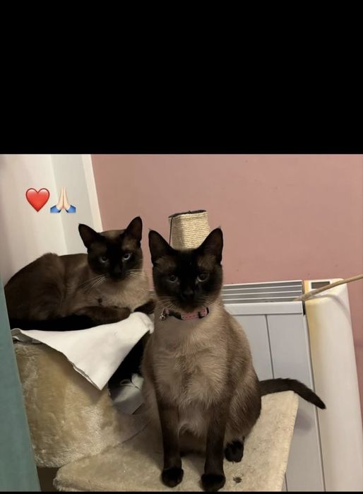 Doacao conjunta 2 gatos siameses
