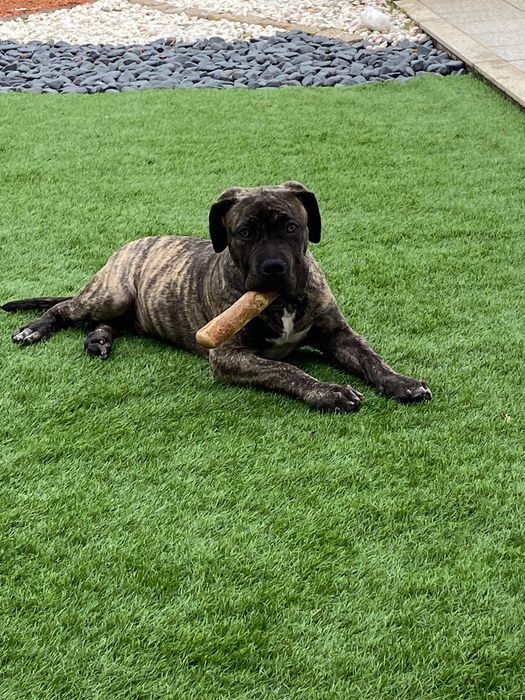 American Bully XL 5 meses