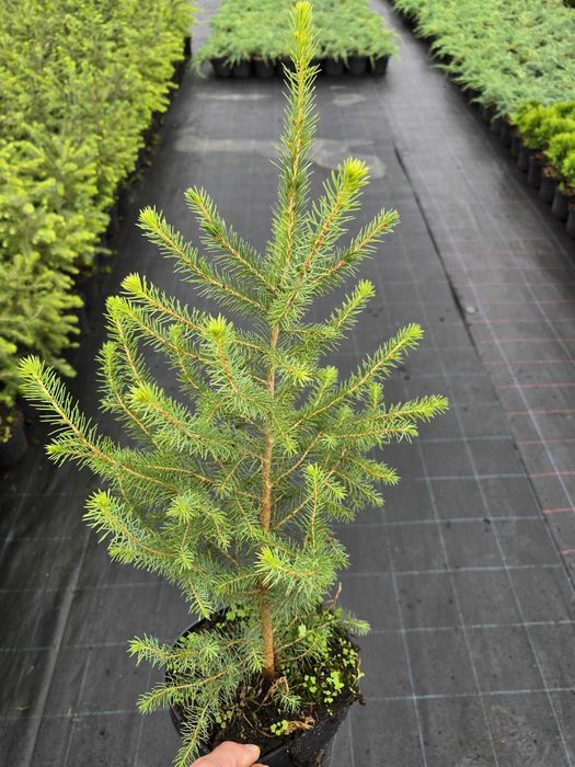 Świerk serbski, Picea OMORICA wys.20-30cm Usługa sadzenia