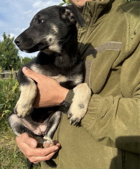 Цуценя 2,5 місяці. Дівчинка