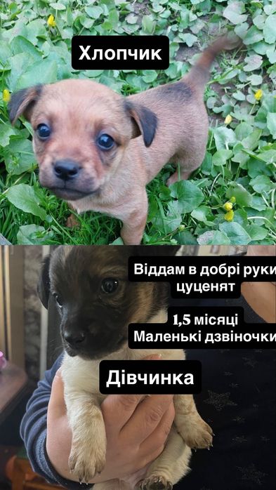 В добрі руки цуценята