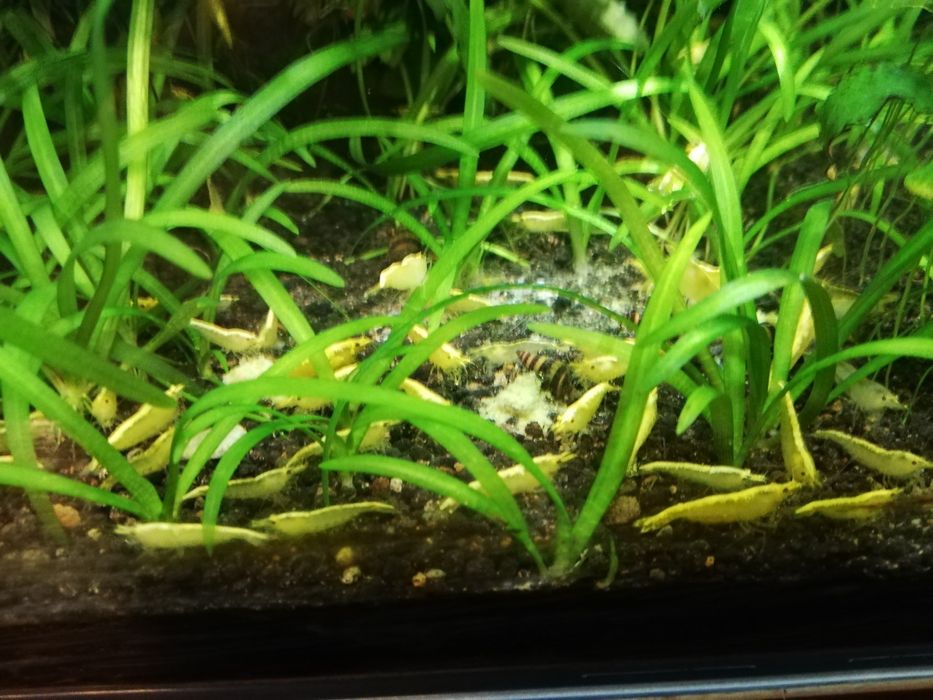 Krewetki krewetka yellow z pasem neonowym neonowa