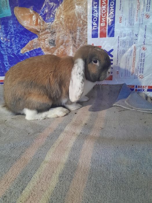 кроли французский баран