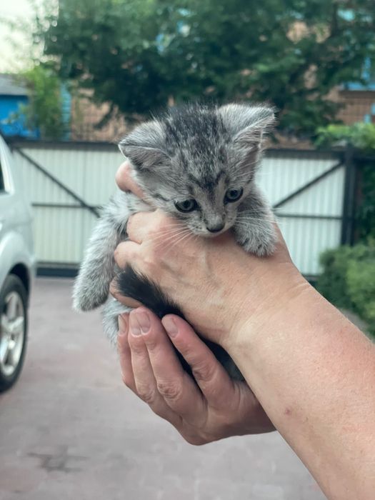 Котенята британські