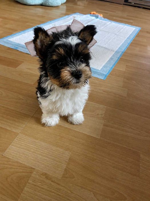 Yorkshire Biewer Terrier