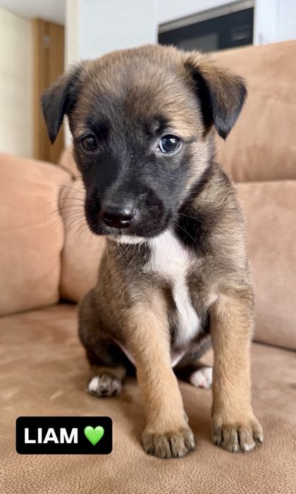 Cãozinho bebé para adoção responsável