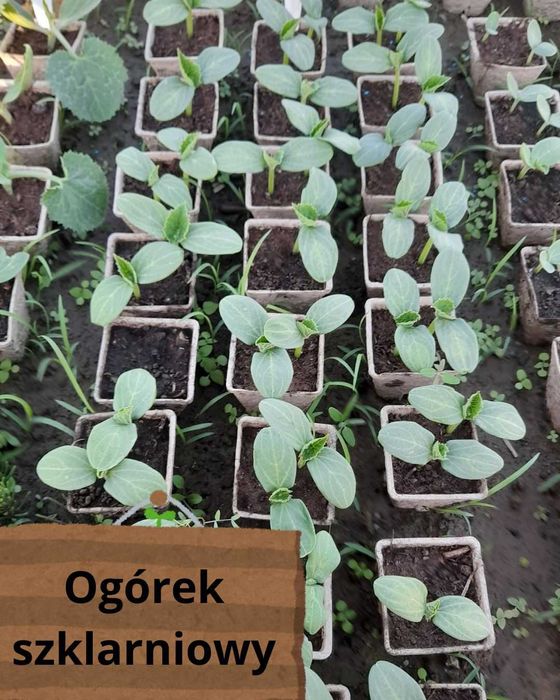 Sadzonki rozsada ogórki gruntowe i szklarniowe