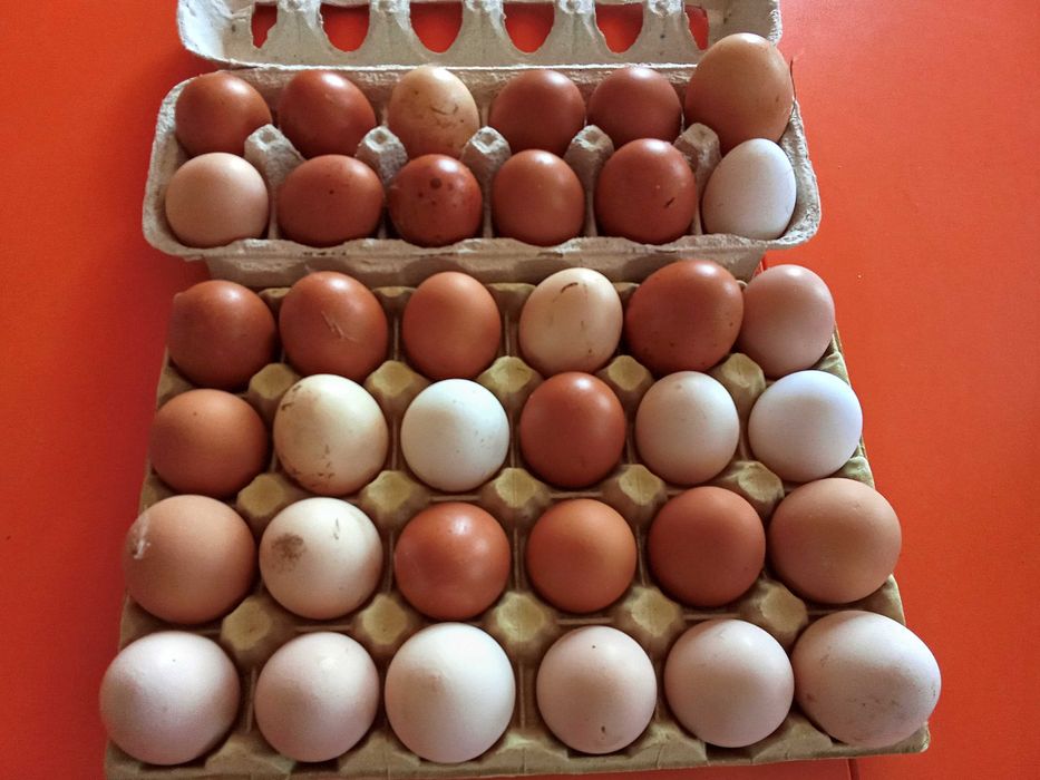 Ovos caseiros todos os dias