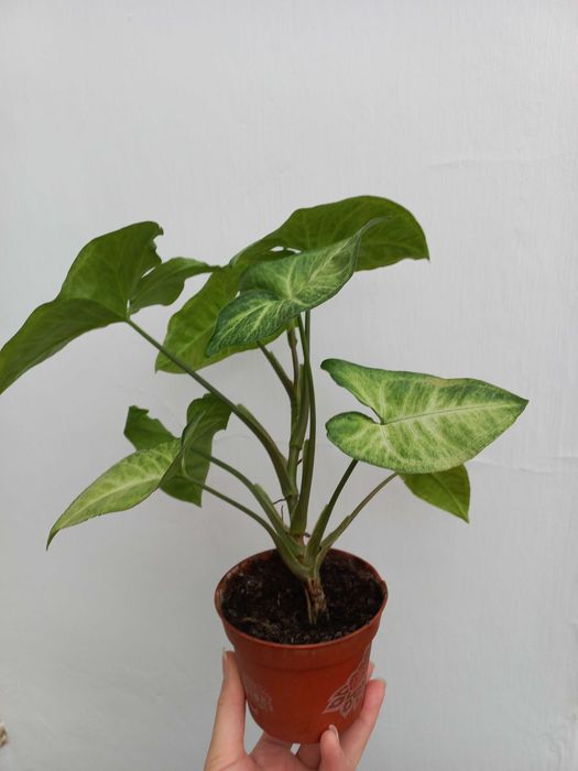 Syngonium Arrow - piękny kwiat - domowa nadprodukcja