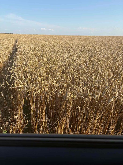 Насіння пшениці на посів