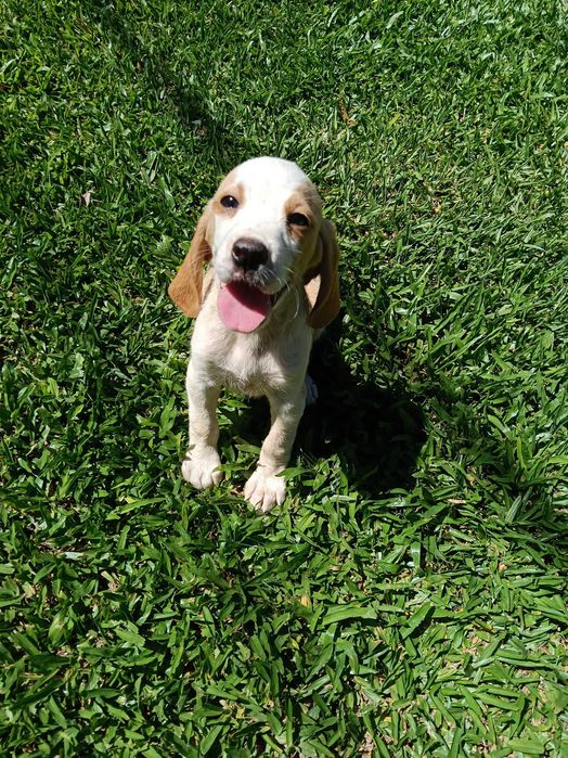 Beagle macho  bicolor lindo