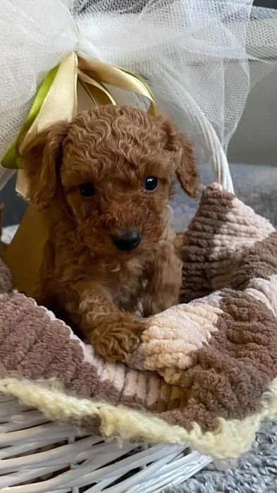 Той пудель — маленький формат великого характеру