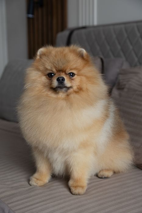 кобель померанського шпіца