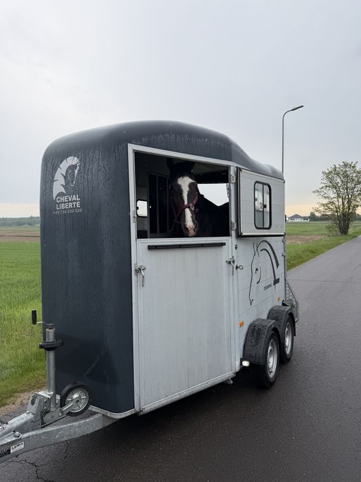 Transport koni 24/7 wyjazdy pilne i świąteczne