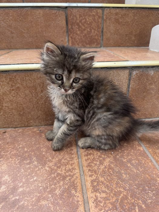 Котеня в добрі руки