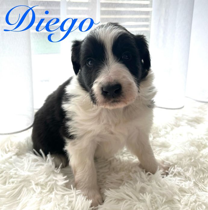 Piesek Border Collie