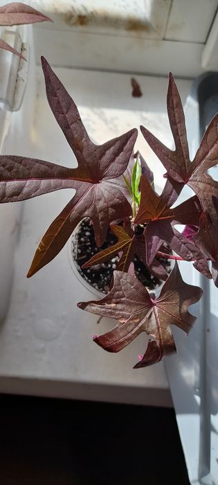 Ипомея-батат декоративный