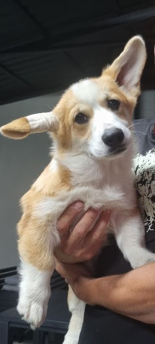 Коргі хлопчик кобель 6 місяців шикарний крутий породний топ вельшкорги