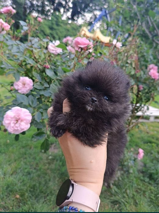 Miś szpic miniaturowy pomeranian boo sunia