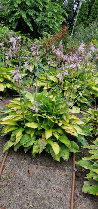 Hosta piekna dużą sadzonka dostepne rownoez rozchodniki i paprocie
